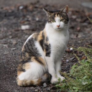 【寧ろチャンス？】コロナの影響がYoutuberにも。ヒロシ氏の死去を心からお祝いしたい