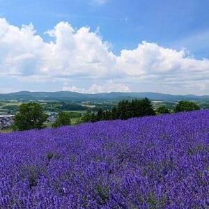 ツールド北海道2023の事故で死亡したのは中央大学4年生の五十嵐洸太と判明！顔画像や学歴、SNSは？